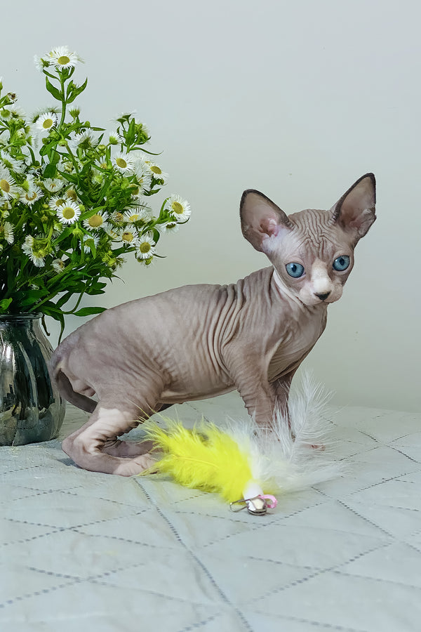 Smoky | Canadian Sphynx Kitten
