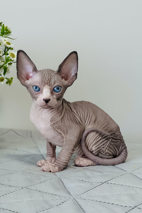 Smoky | Canadian Sphynx Kitten