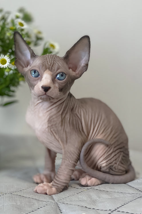 Smoky | Canadian Sphynx Kitten