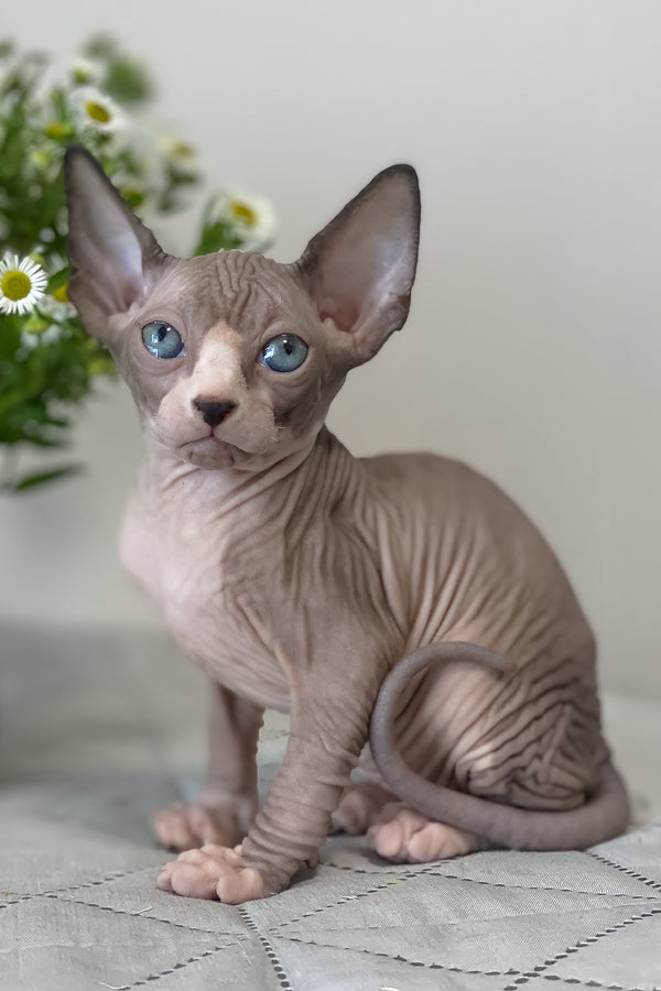 Smoky | Canadian Sphynx Kitten