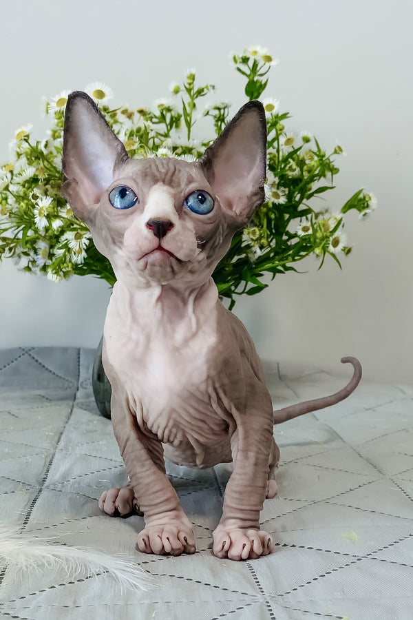 Smoky | Canadian Sphynx Kitten