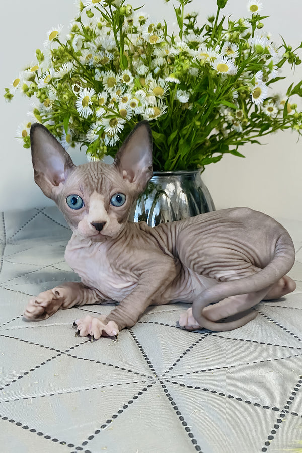 Smoky | Canadian Sphynx Kitten