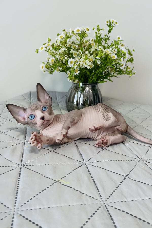 Smoky | Canadian Sphynx Kitten