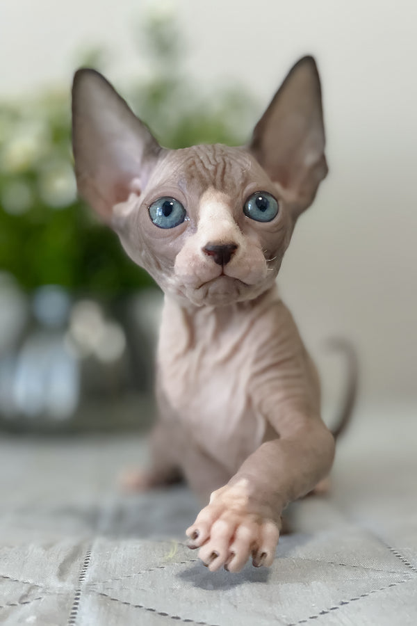 Smoky | Canadian Sphynx Kitten