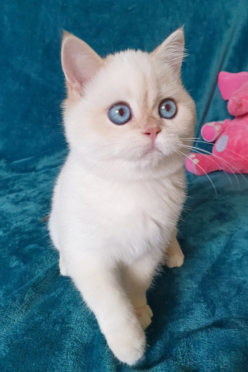 Snow | British Shorthair Kitten
