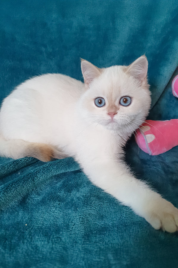 Snow | British Shorthair Kitten
