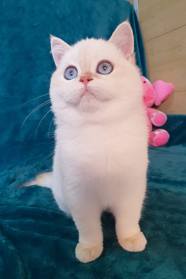 Snow | British Shorthair Kitten