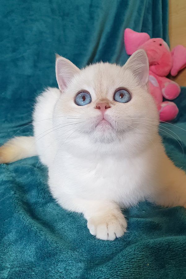 Snow | British Shorthair Kitten