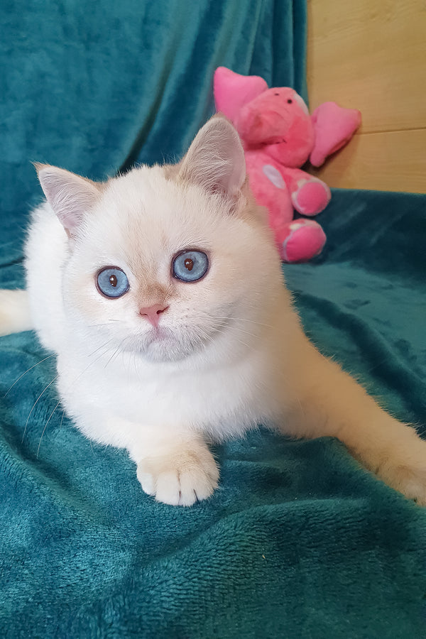 Snow | British Shorthair Kitten