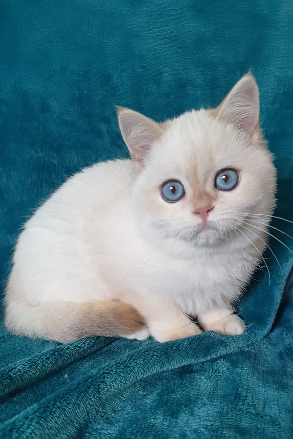 Snow | British Shorthair Kitten
