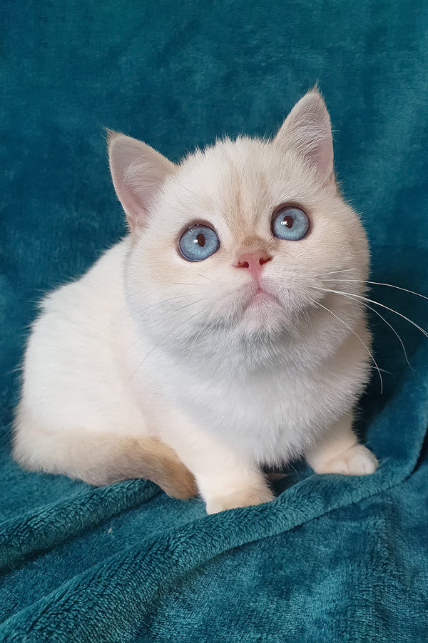 Snow | British Shorthair Kitten