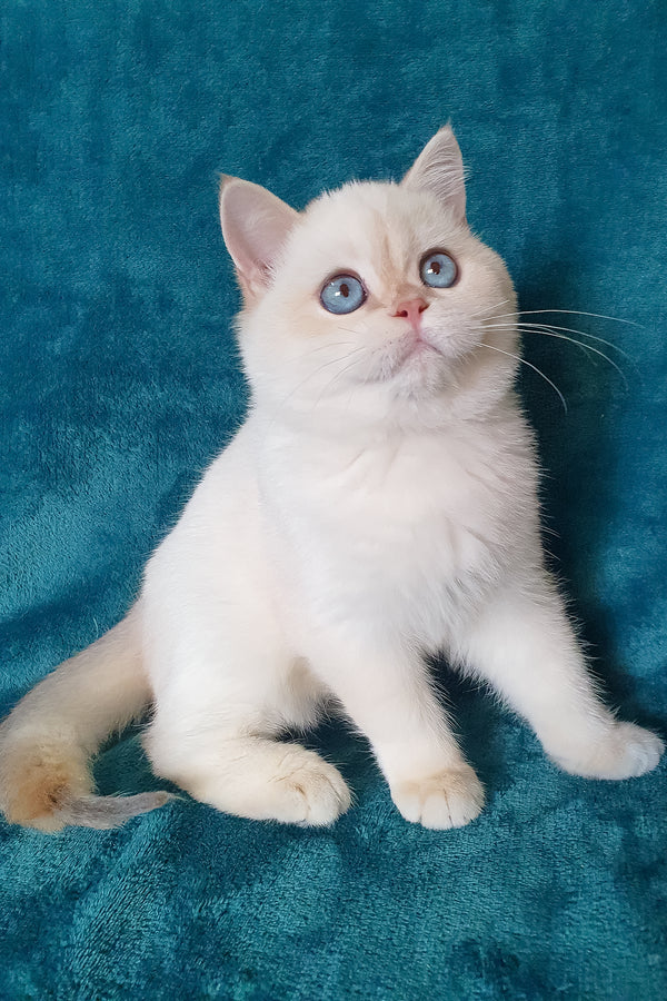 Snow | British Shorthair Kitten