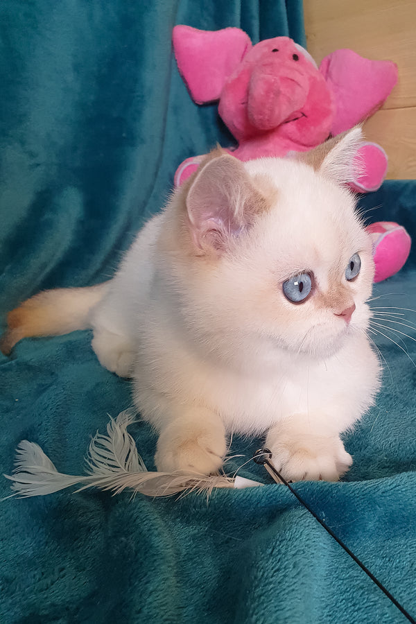 Snow | British Shorthair Kitten