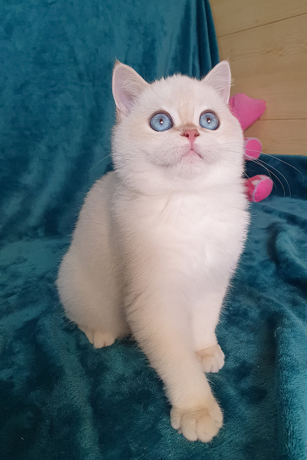 Snow | British Shorthair Kitten