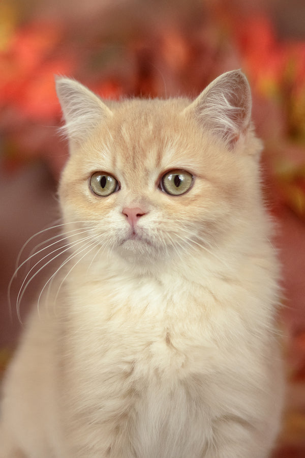 Sofi | British Shorthair Kitten