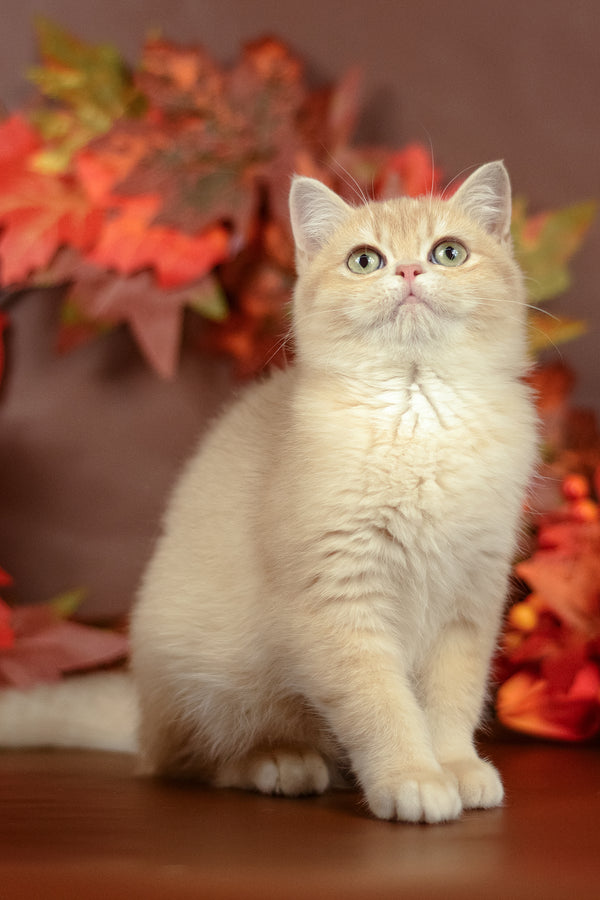 Sofi | British Shorthair Kitten