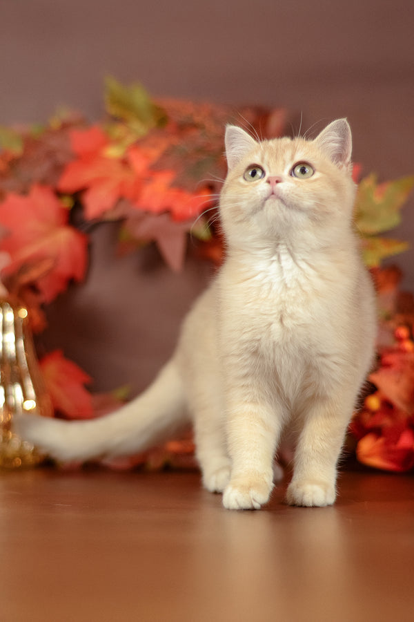 Sofi | British Shorthair Kitten