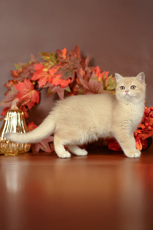 Sofi | British Shorthair Kitten