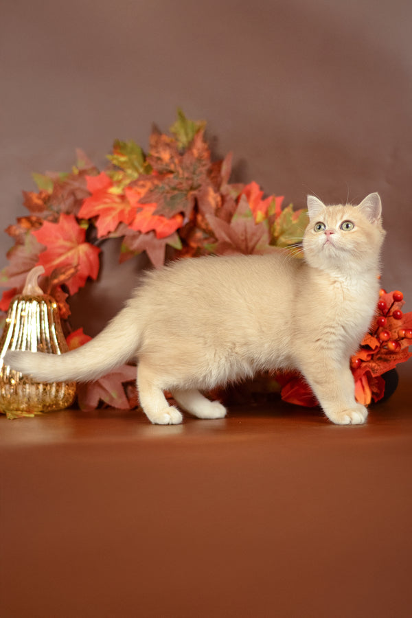 Sofi | British Shorthair Kitten