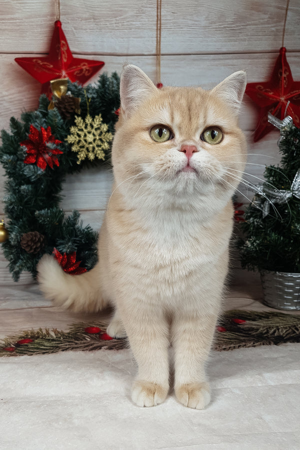 Sofi | British Shorthair Kitten