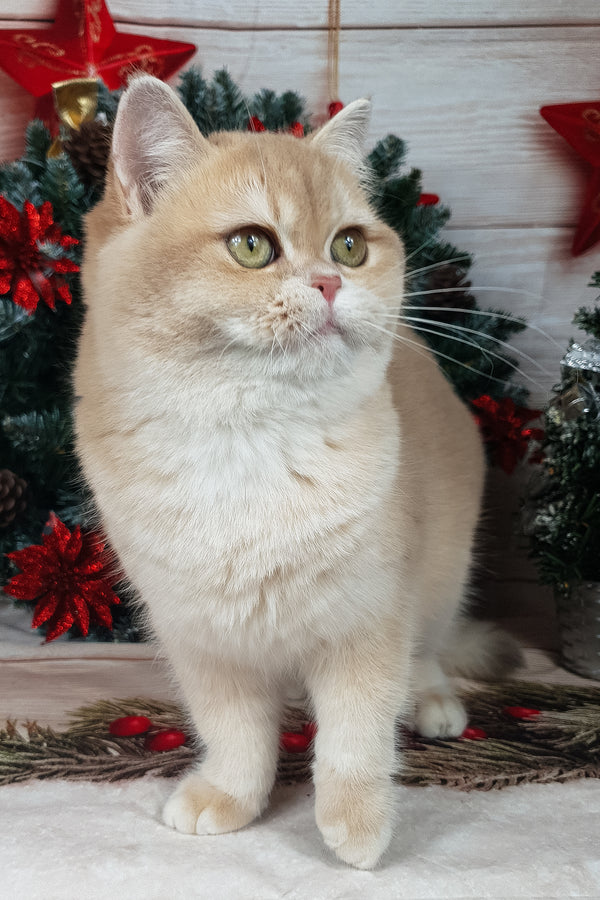 Sofi | British Shorthair Kitten