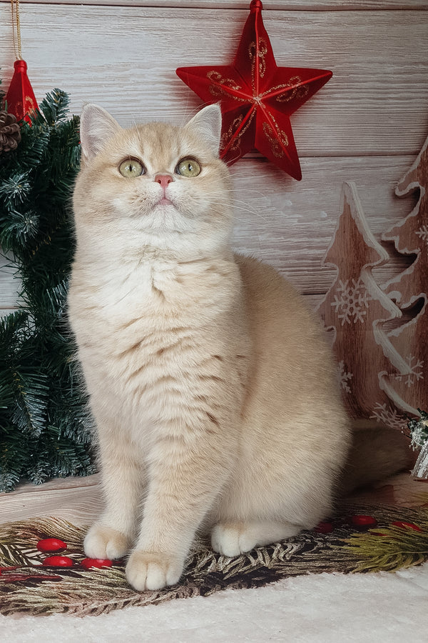 Sofi | British Shorthair Kitten