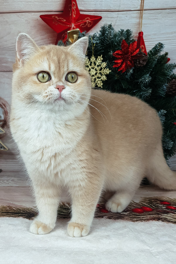 Sofi | British Shorthair Kitten