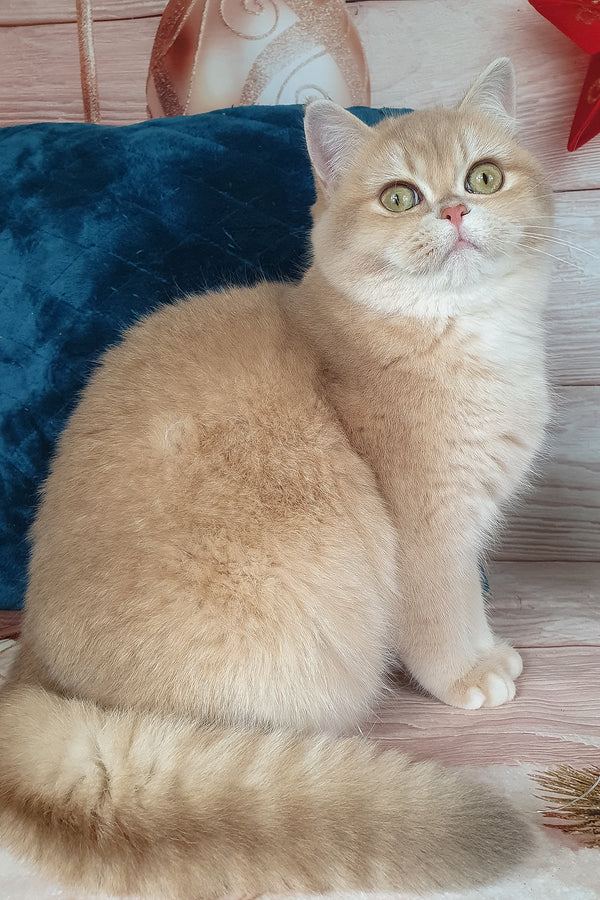 Sofi | British Shorthair Kitten