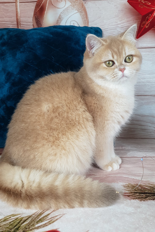 Sofi | British Shorthair Kitten
