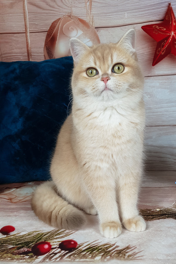 Sofi | British Shorthair Kitten