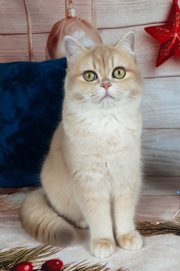 Sofi | British Shorthair Kitten