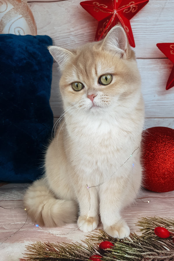 Sofi | British Shorthair Kitten