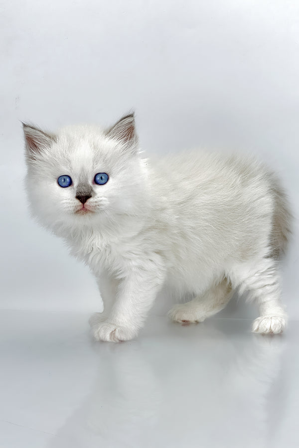 Solomon | Siberian Kitten