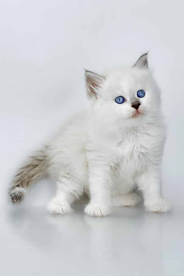 Solomon | Siberian Kitten