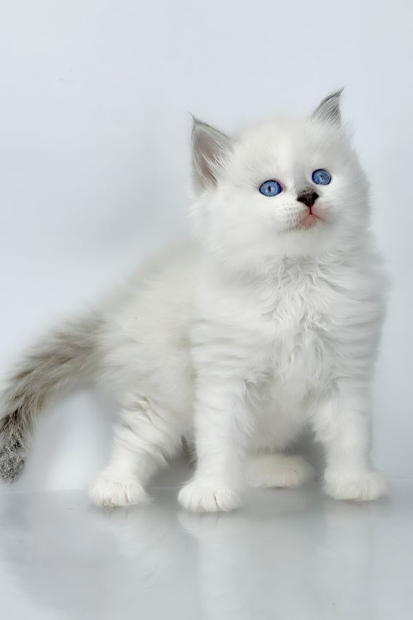 Solomon | Siberian Kitten