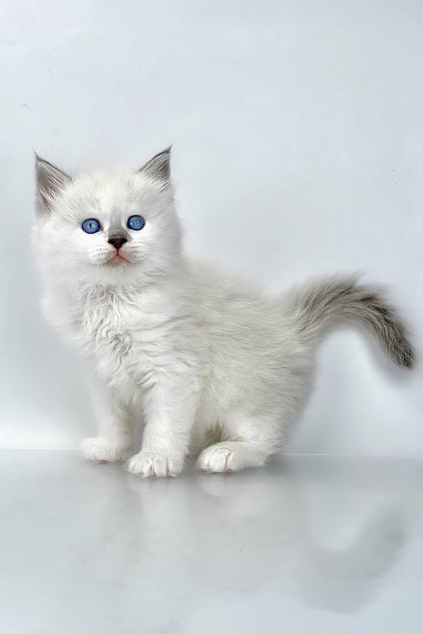 Solomon | Siberian Kitten