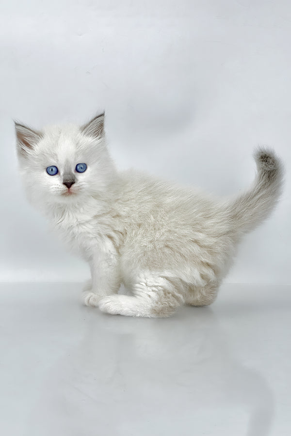 Solomon | Siberian Kitten