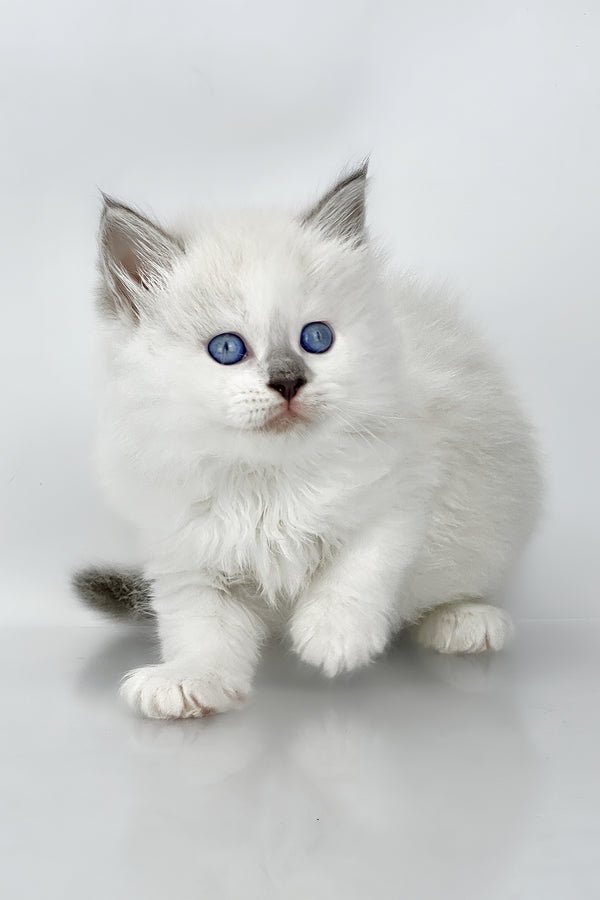 Solomon | Siberian Kitten