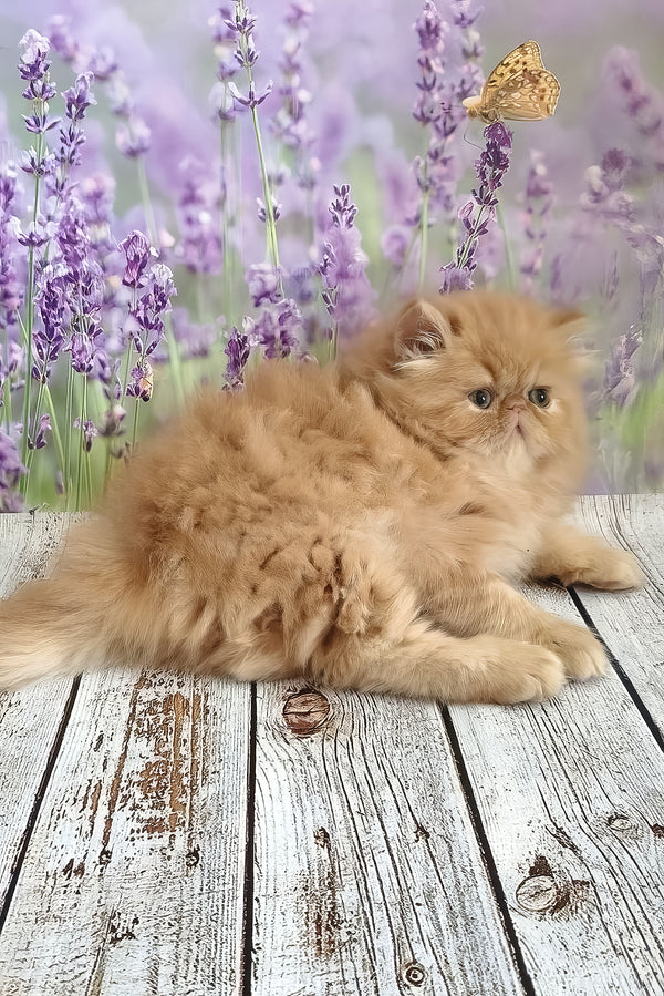 Sonata | Persian Kitten