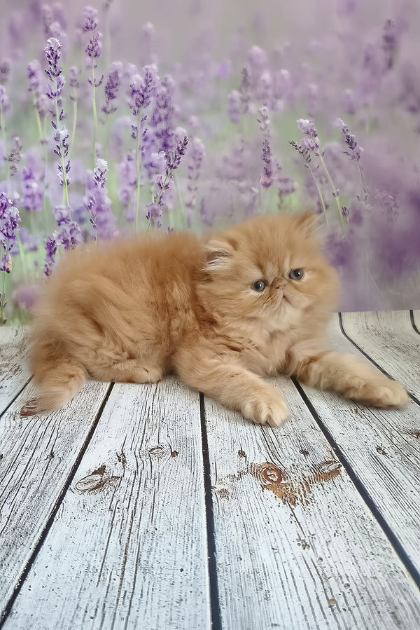 Sonata | Persian Kitten