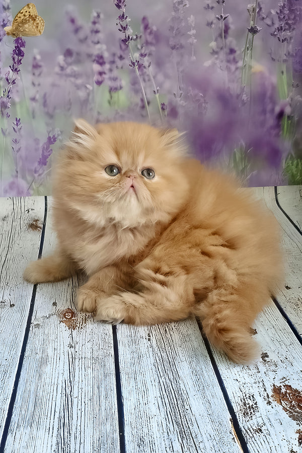 Sonata | Persian Kitten