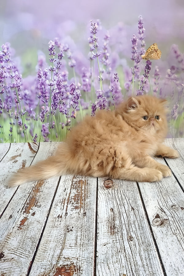 Sonata | Persian Kitten