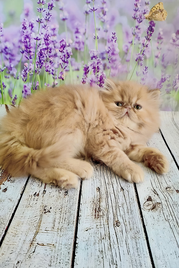 Sonata | Persian Kitten