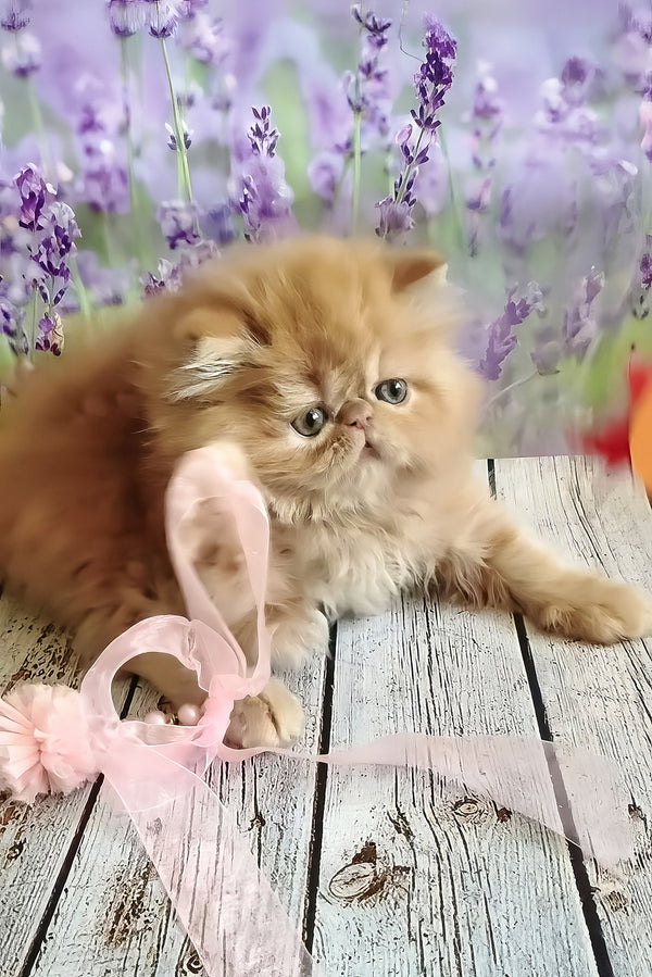 Sonata | Persian Kitten
