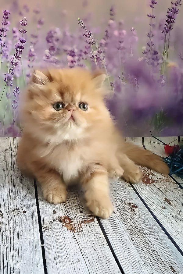 Sonata | Persian Kitten
