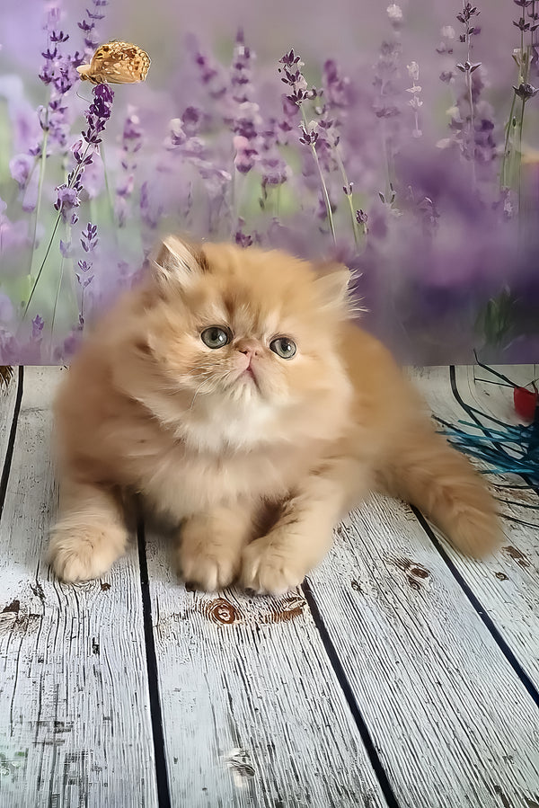 Sonata | Persian Kitten