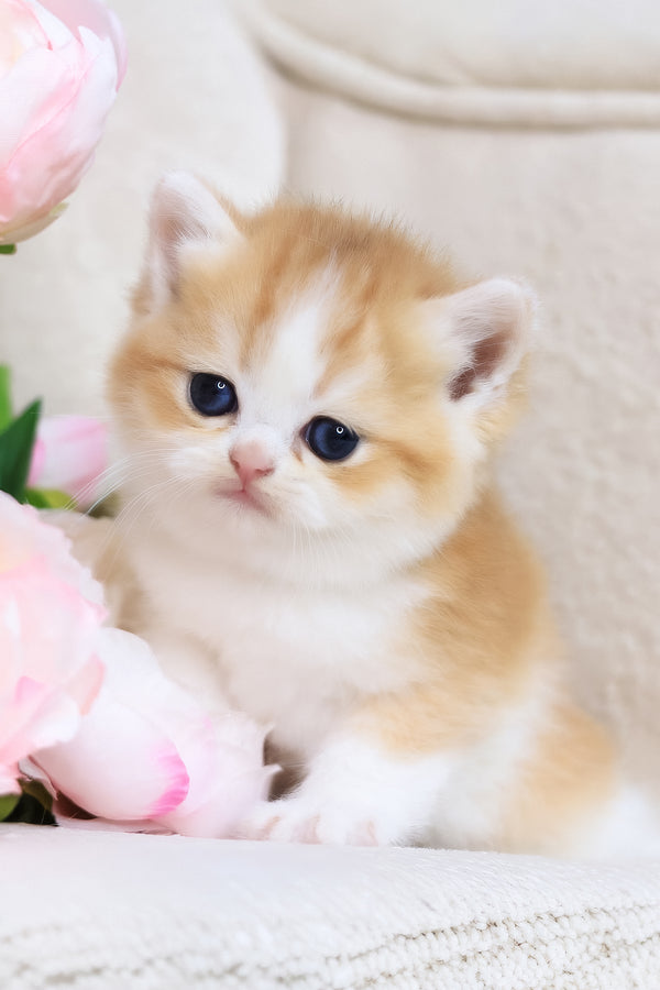 Sony | British Shorthair Kitten