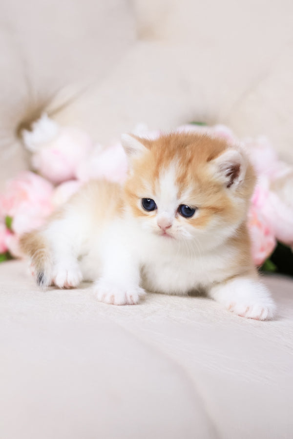 Sony | British Shorthair Kitten