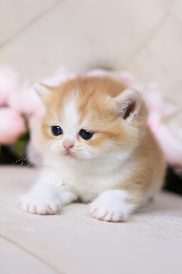 Sony | British Shorthair Kitten