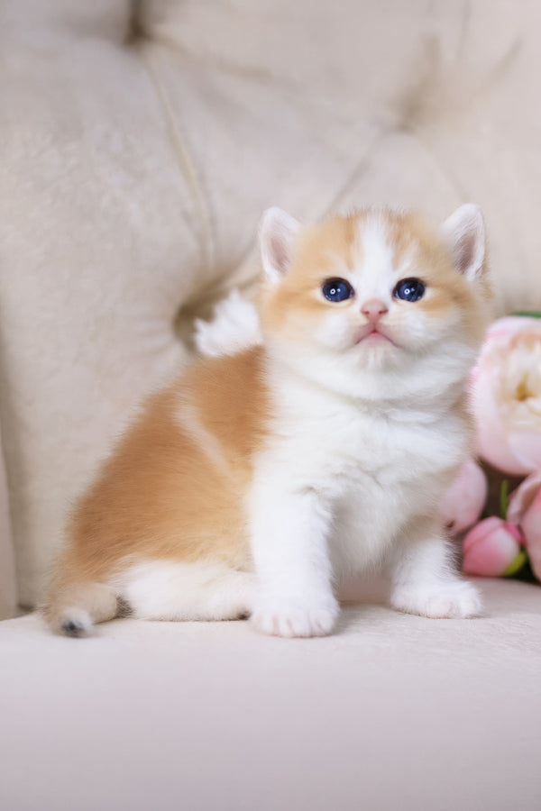 Sony | British Shorthair Kitten